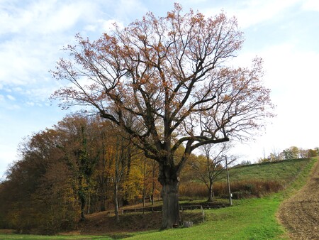 16-Župetinški hrast
